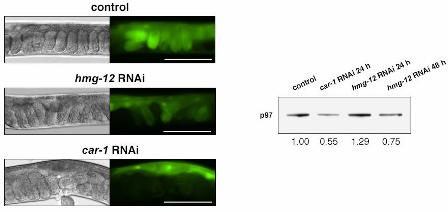 enp13_2