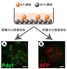 enp14