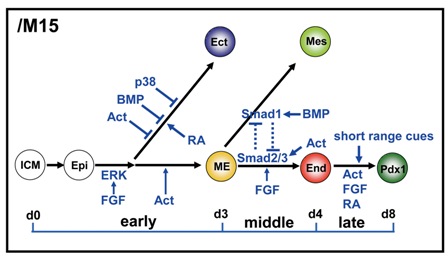 np25enp12fig2