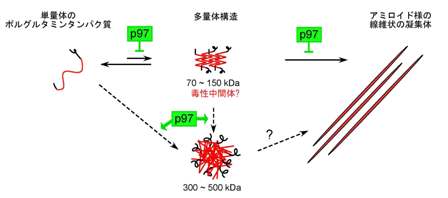 P97の線虫由来ホモログ Cdc 48 1 と Cdc 48 2 はハンチントン病の原因タンパク質であるハンチンチンの凝集を抑制する 熊本大学発生医学研究所