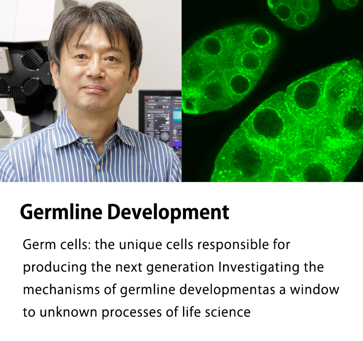 生殖発生分野