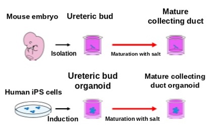 Tonicity drives collecting duct maturation in the mammalian kidney