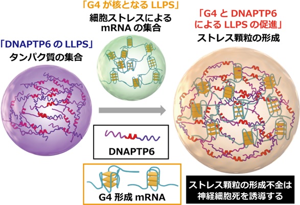 核ストレステストからの回復に関するよくある質問