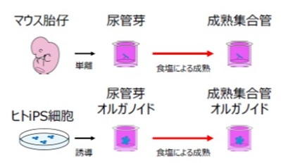塩が腎臓の集合管を成熟させる